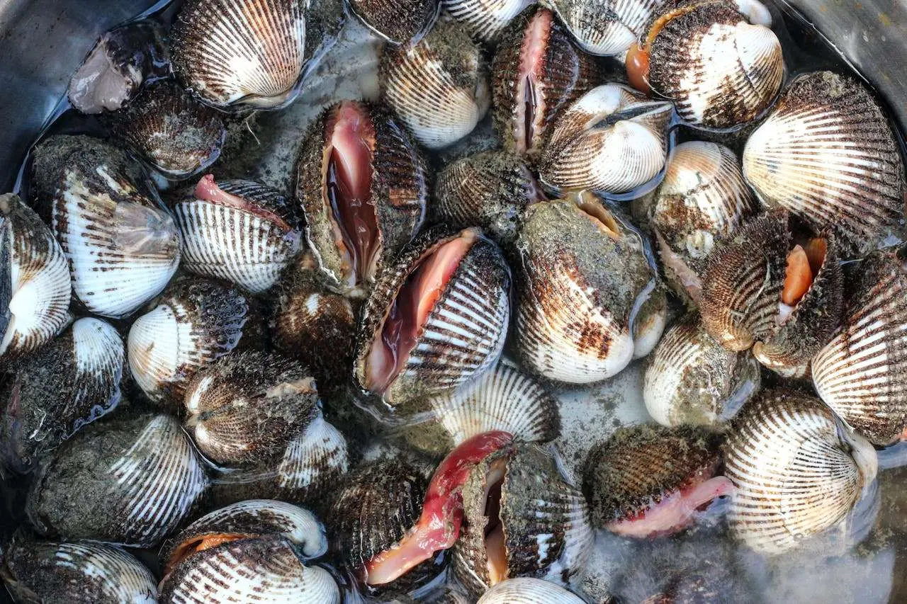 水滴英语小短文，用阅读记住10000单词（海产品主题 cockle 蛤蜊，高效记单词）