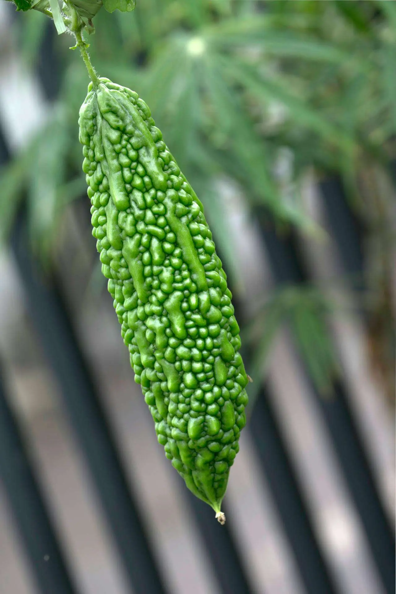 水滴英语小短文，用阅读记住10000单词（蔬菜类主题 bitter 苦，高效记单词）