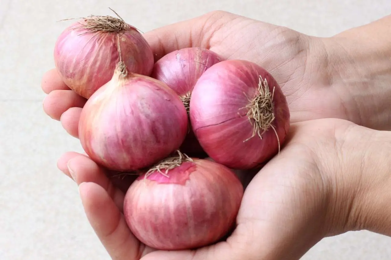 水滴英语小短文，用阅读记住10000单词（蔬菜类主题 onions 洋葱，高效记单词）