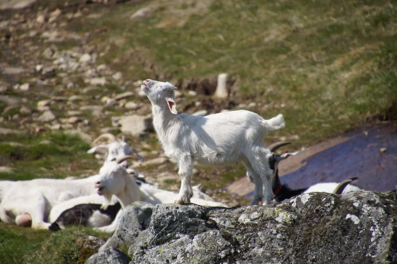 水滴英语小短文，用阅读记住10000单词（奶制品主题 goat's milk山羊奶，高效记单词）