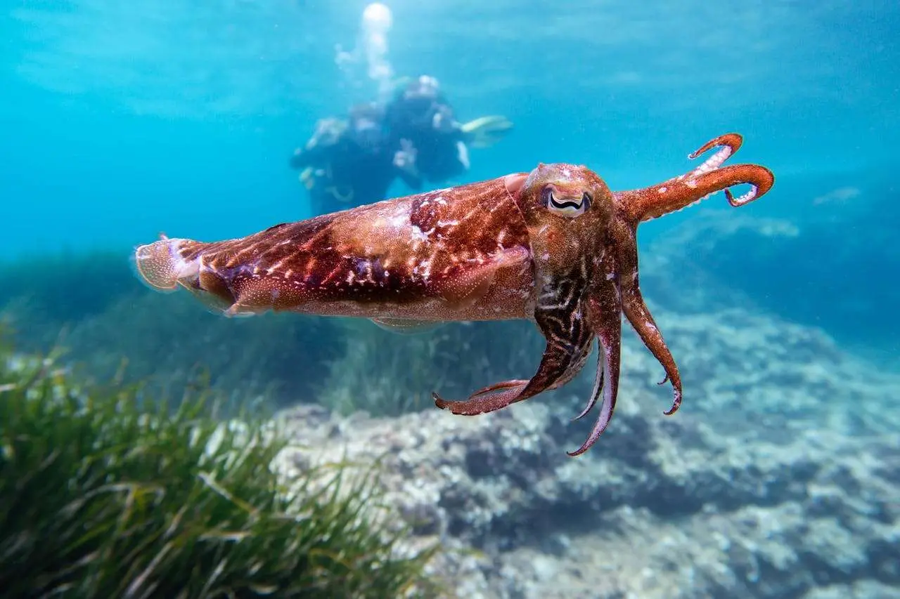 水滴英语小短文，用阅读记住10000单词（海产品主题 squid 鱿鱼，高效记单词）