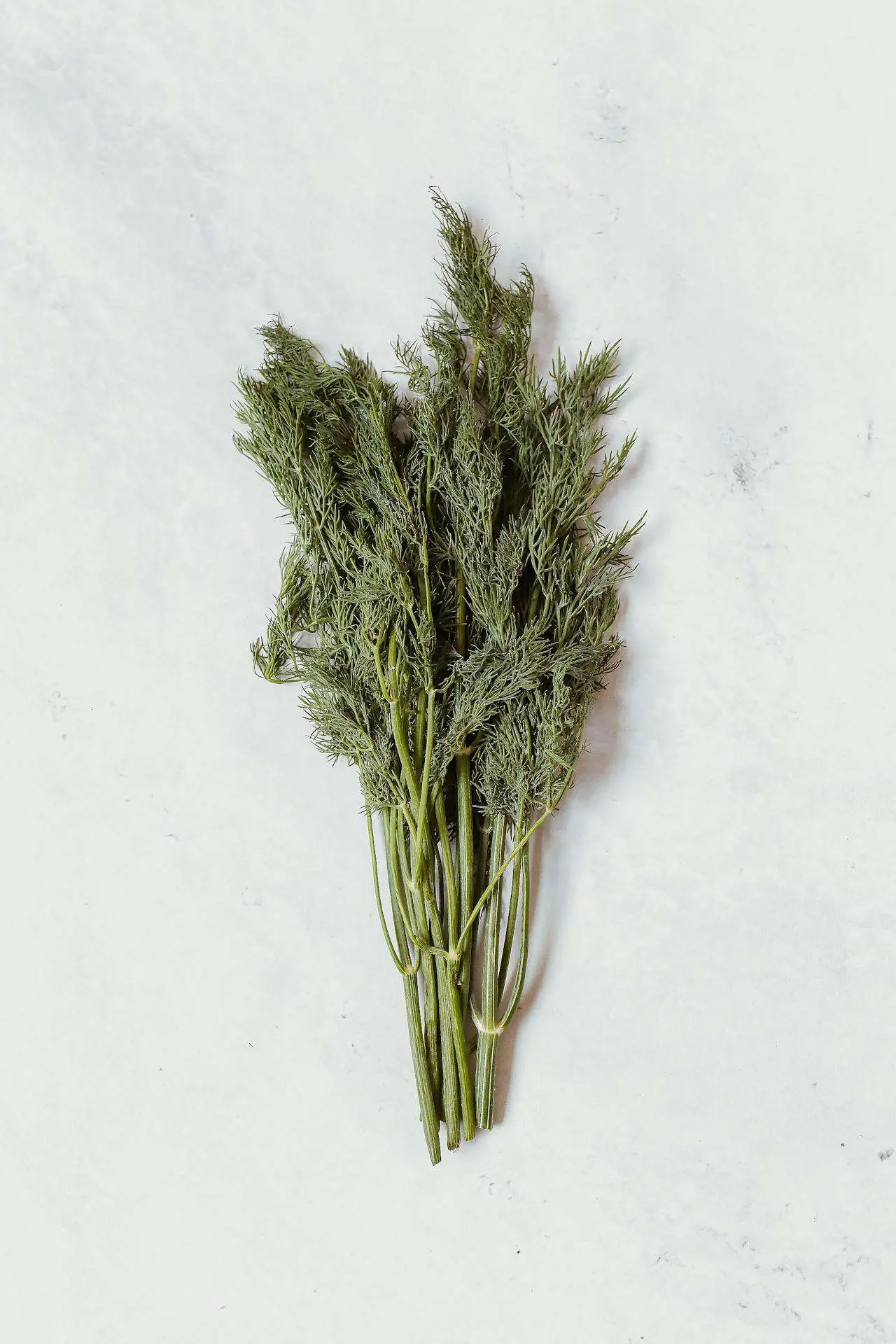 水滴英语小短文，用阅读记住10000单词（香料植物主题fennel茴香，高效记单词）