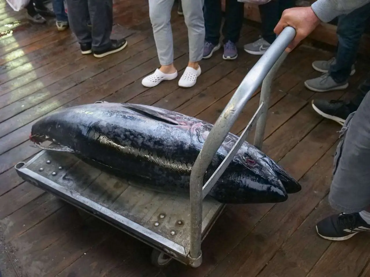 水滴英语小短文,用阅读记住10000单词（海鲜主题tuna金枪鱼,高效记单词）