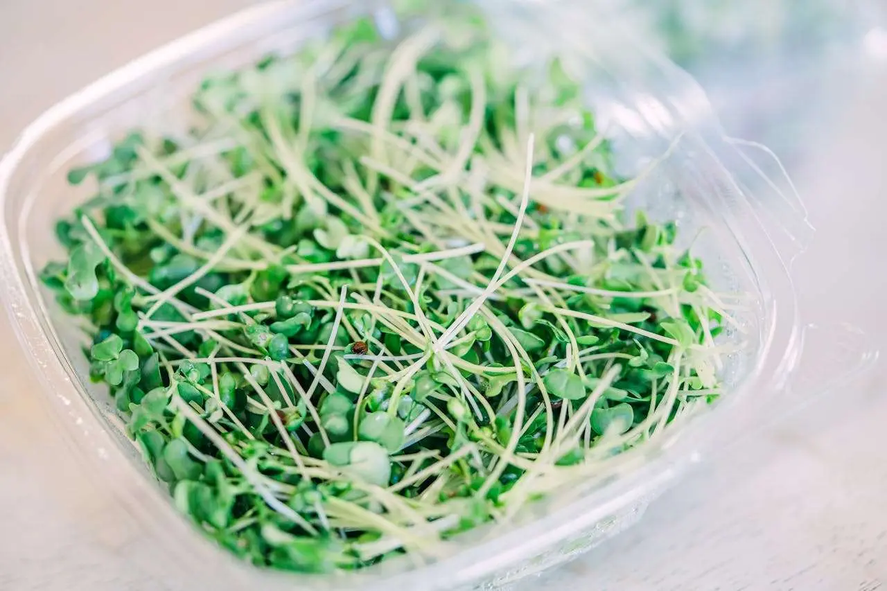 水滴英语小短文，用阅读记住10000单词（蔬菜类主题cress豆瓣菜，高效记单词）