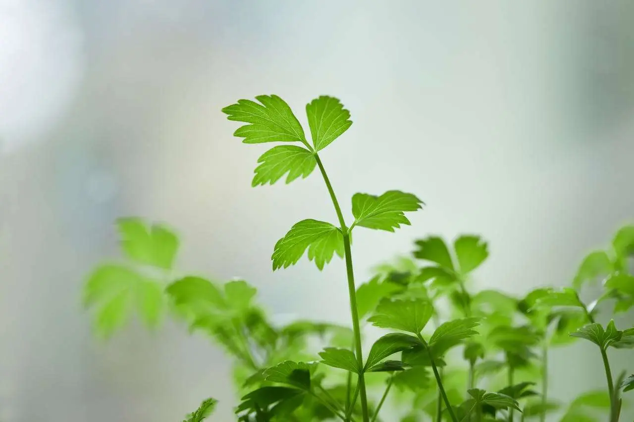 水滴英语小短文，用阅读记住10000单词（香料类主题 coriander香菜，高效记单词）