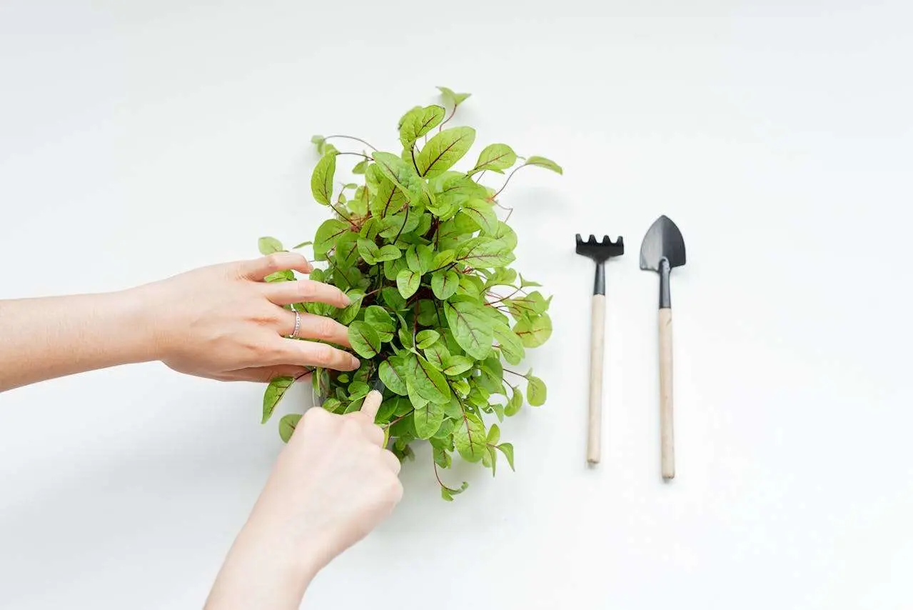 水滴英语小短文，用阅读记住10000单词（香料植物类主题 sorrel酸模，高效记单词）