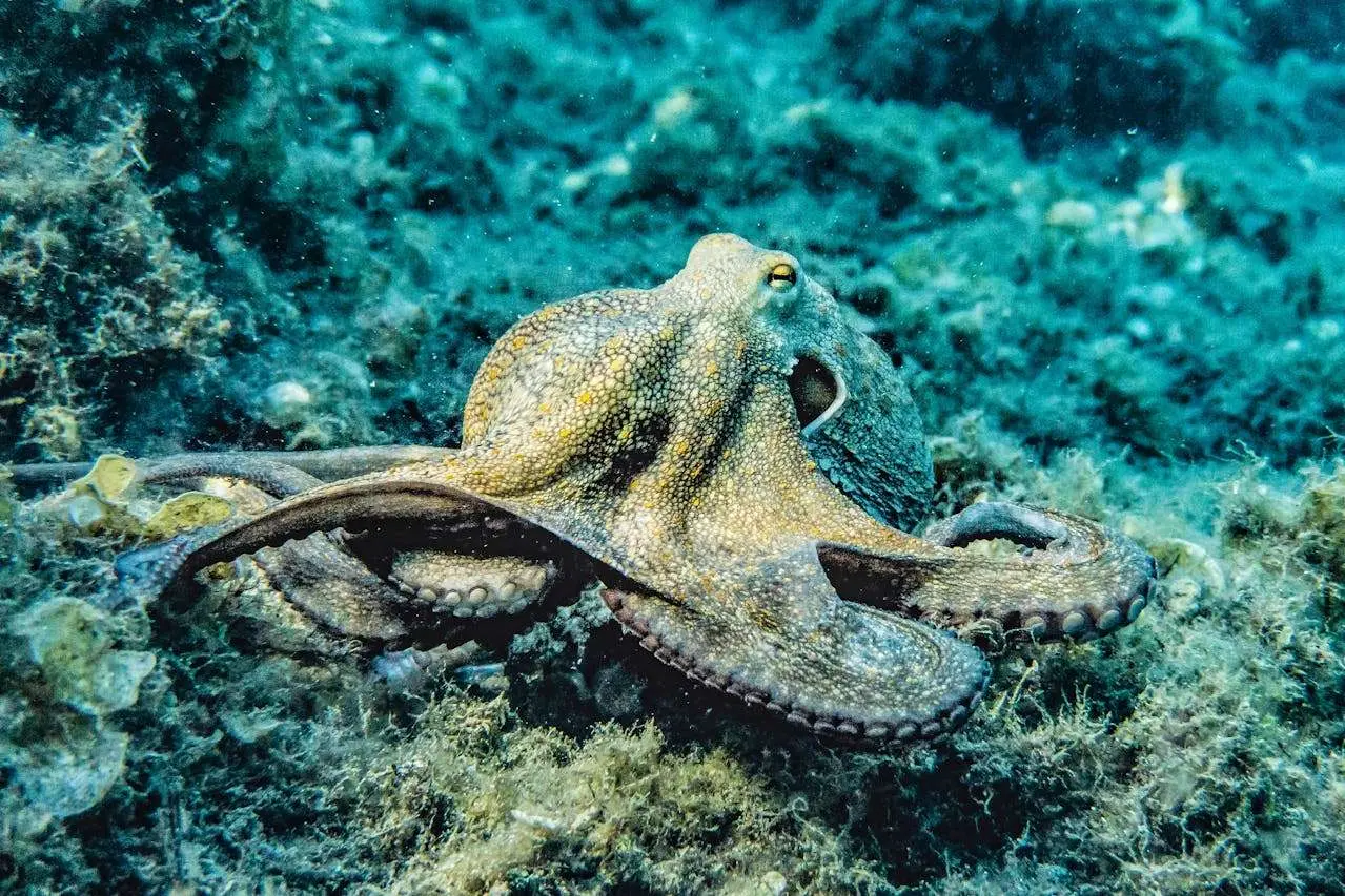 水滴英语小短文,用阅读记住10000单词（海产品主题octopus章鱼,高效记单词）