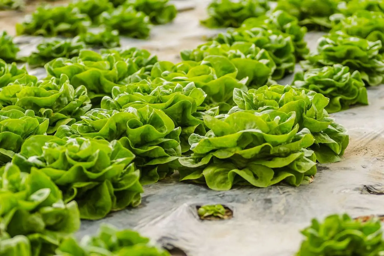 水滴英语小短文，用阅读记住10000单词（蔬菜类主题spring greens春季绿叶菜，高效记单词）