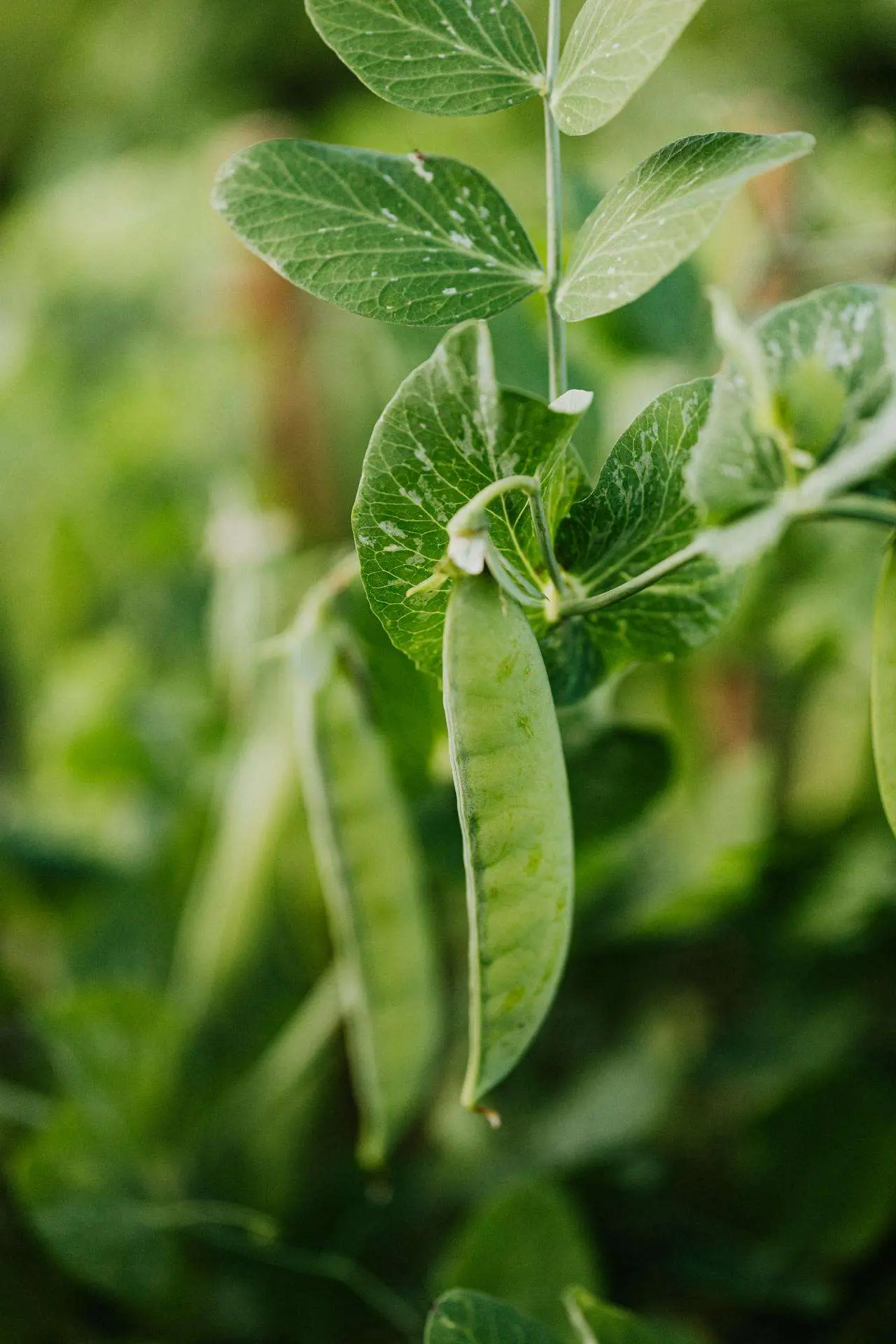 水滴英语小短文，用阅读记住10000单词（蔬菜类主题mangetout荷兰豆，高效记单词）