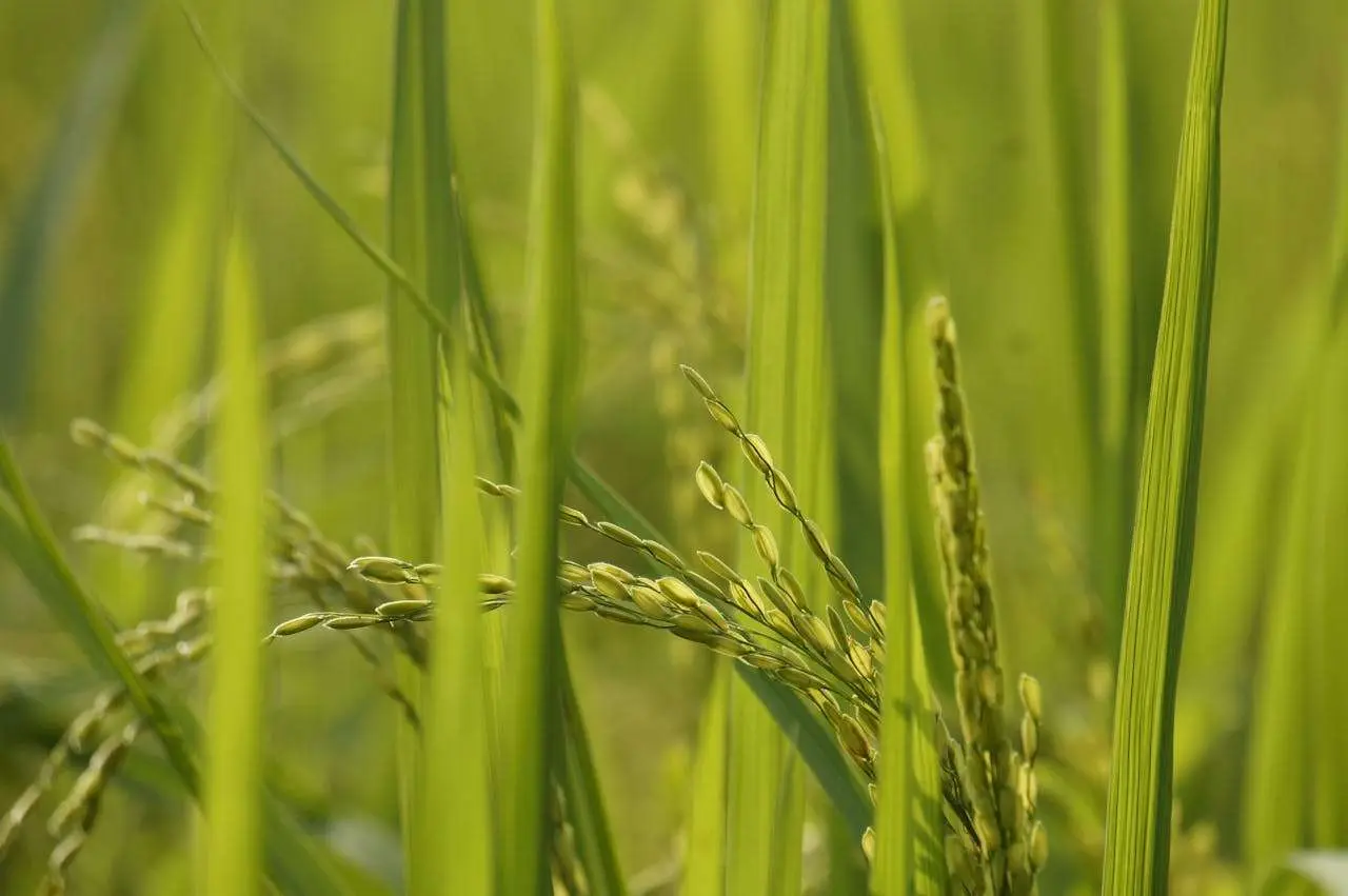 用英语讲中国传统文化 | 二十四节气系列：芒种——田野最忙碌的时节