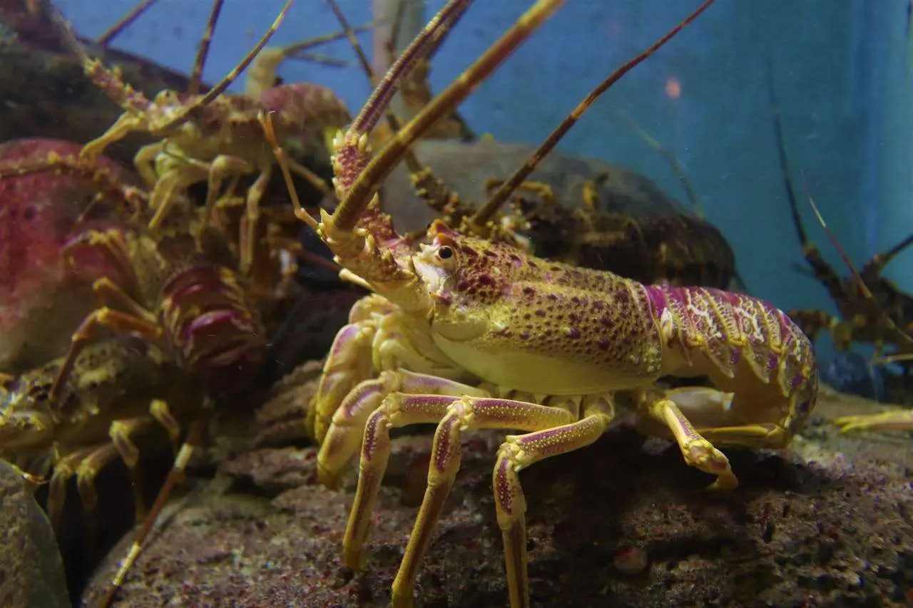 水滴英语小短文，用阅读记住10000单词（海产品主题lobster龙虾，高效记单词）