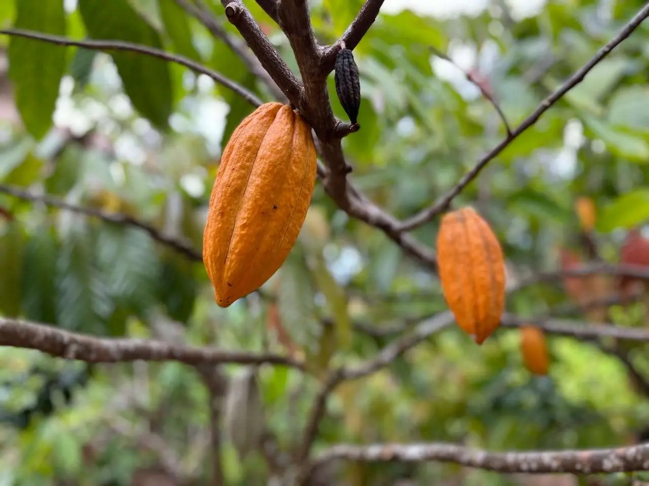 水滴英语小短文，用阅读记住10000单词（坚果类主题 kola nuts 可可果，高效记单词）