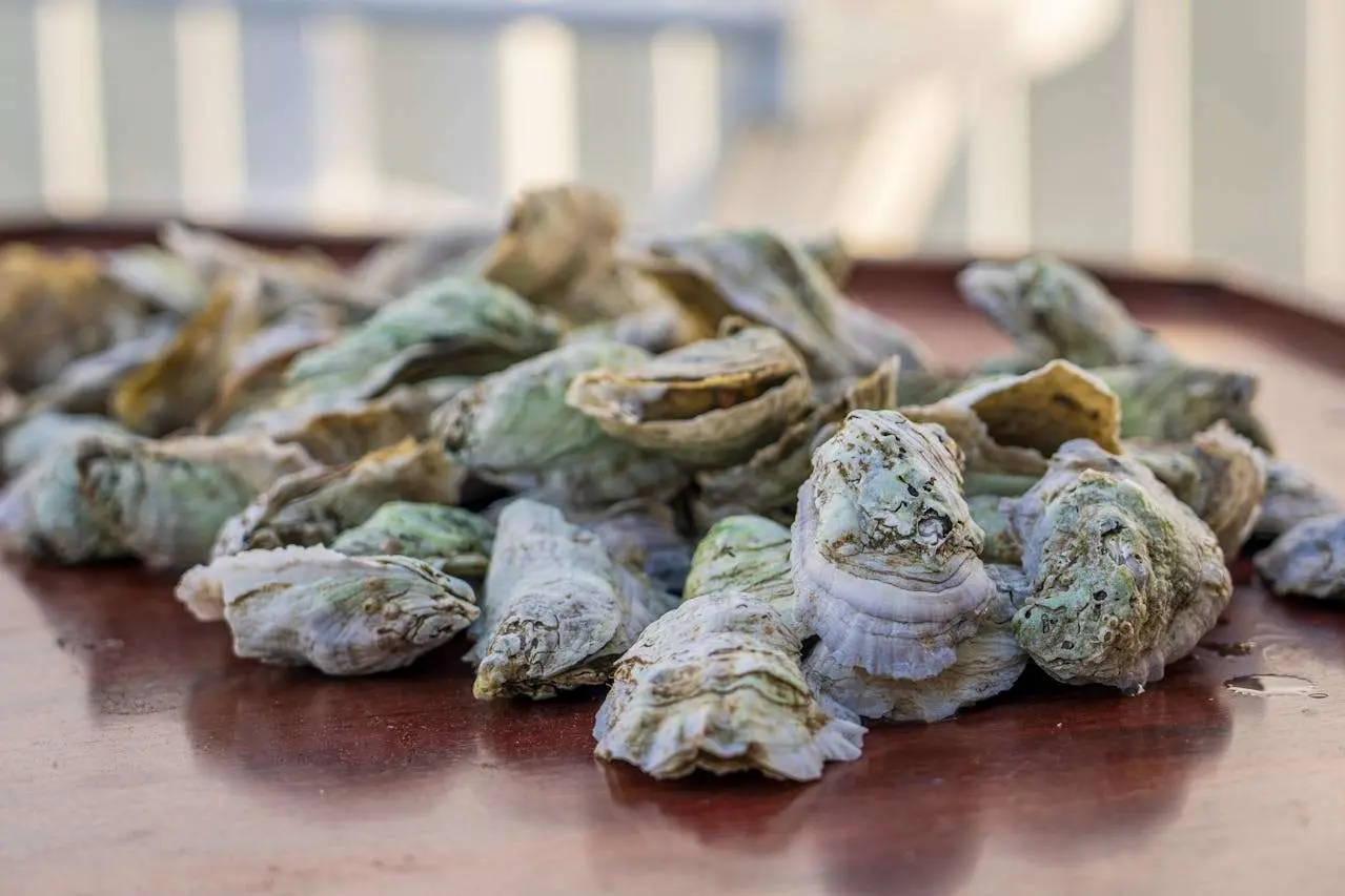 水滴英语小短文，用阅读记住10000单词（海产品主题 oyster 牡蛎，高效记单词）