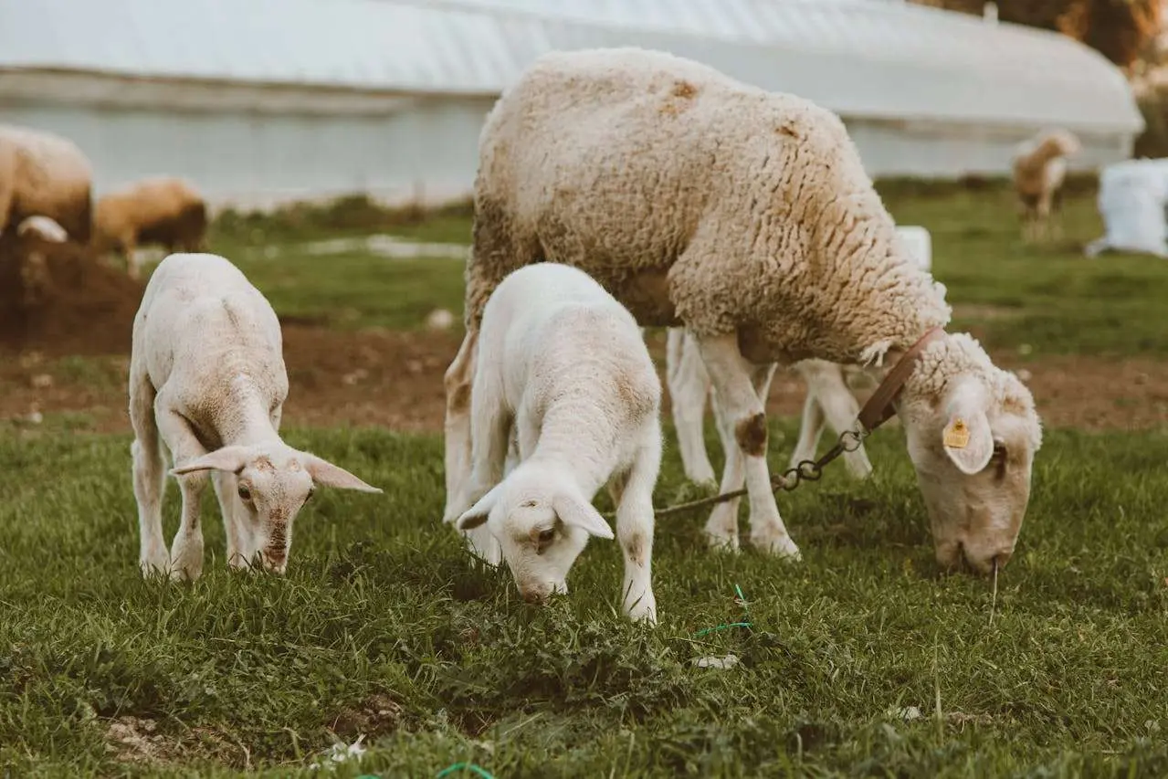 水滴英语小短文,用阅读记住10000单词（肉类主题lamb羊肉,高效记单词）