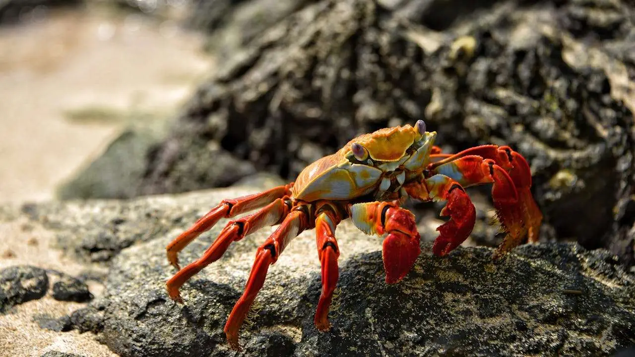 水滴英语小短文，用阅读记住10000单词（海产品主题 crab 螃蟹，高效记单词）