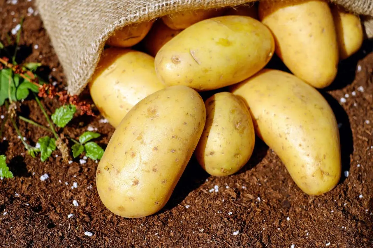 水滴英语小短文，用阅读记住10000单词（蔬菜类主题 potatoes 土豆，高效记单词）