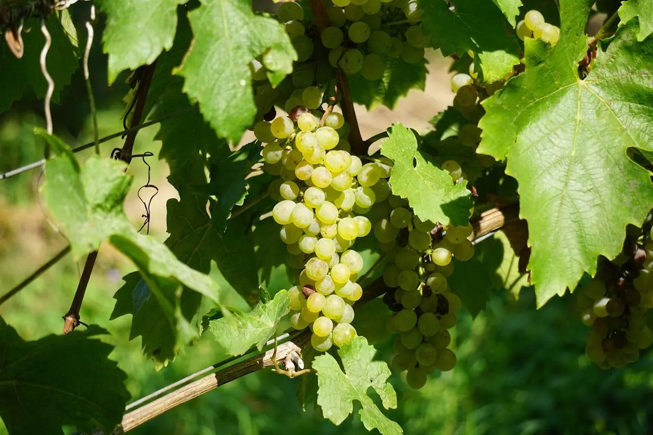 水滴英语小短文，用阅读记住10000单词（水果类主题 grapes 葡萄，高效记单词）