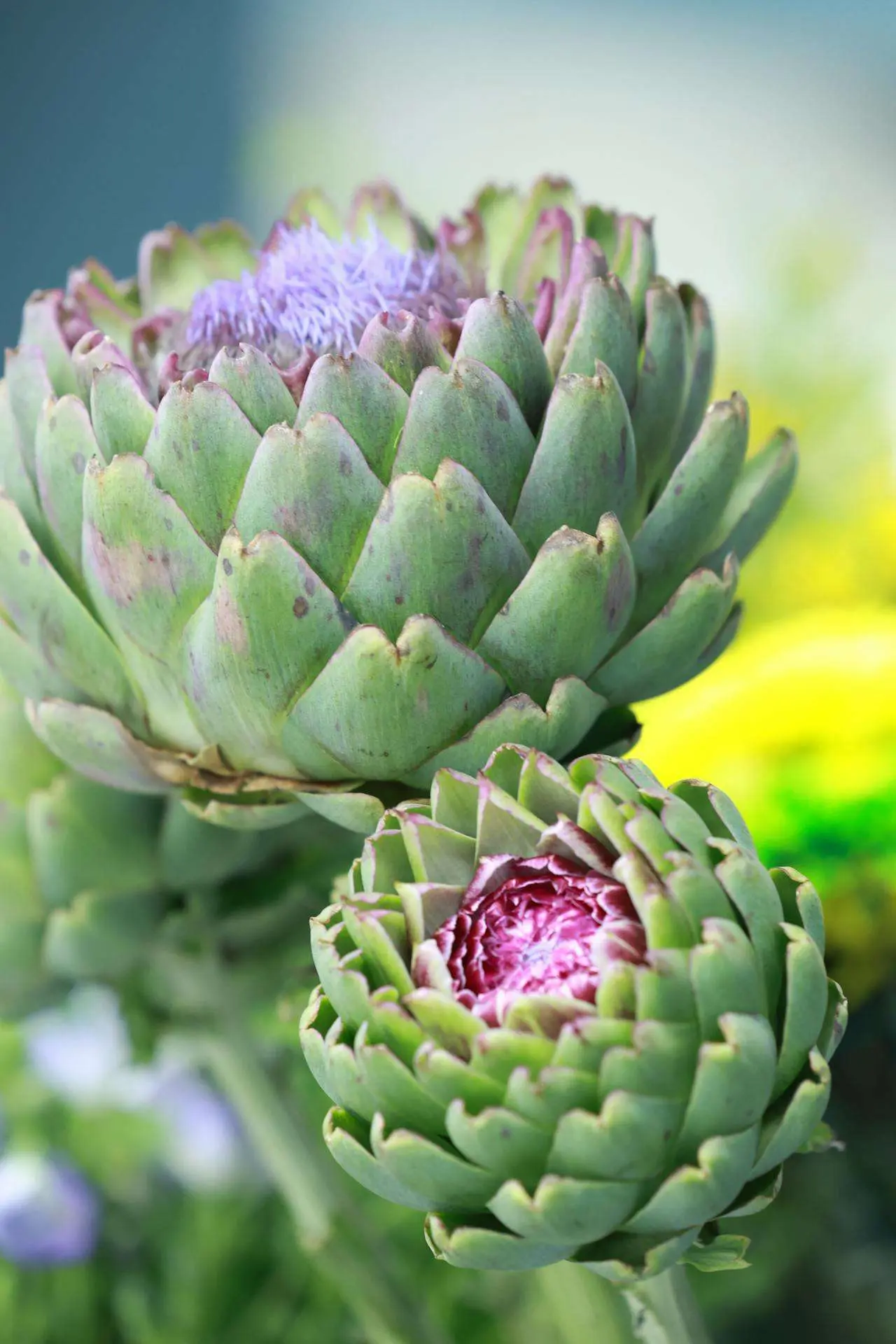 水滴英语小短文，用阅读记住10000单词（蔬菜类主题 artichokes 洋蓟，高效记单词）