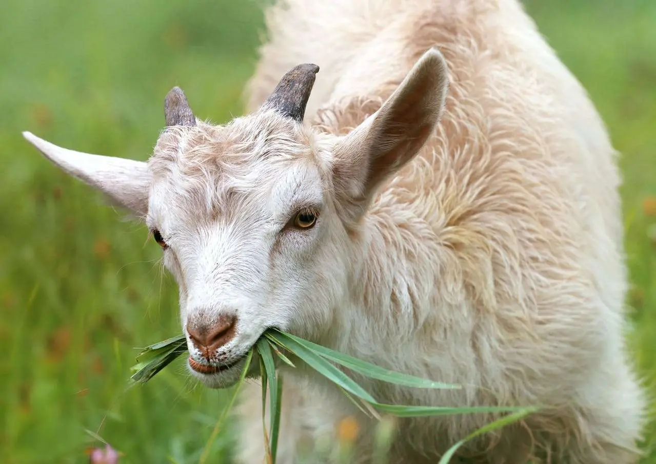 水滴英语小短文,用阅读记住10000单词（肉类主题goat山羊肉,高效记单词）