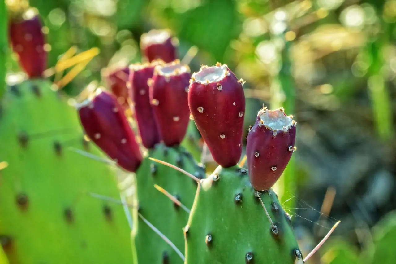 水滴英语小短文，用阅读记住10000单词（水果类主题 prickly pear 仙人掌果，高效记单词）