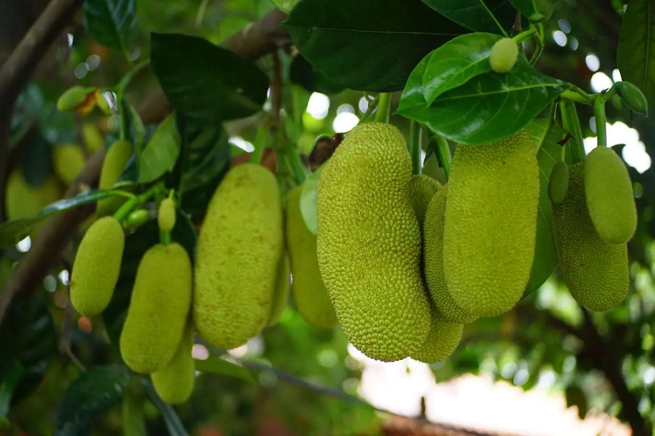 水滴英语小短文，用阅读记住10000单词（水果类主题 jackfruit 波罗蜜，高效记单词）