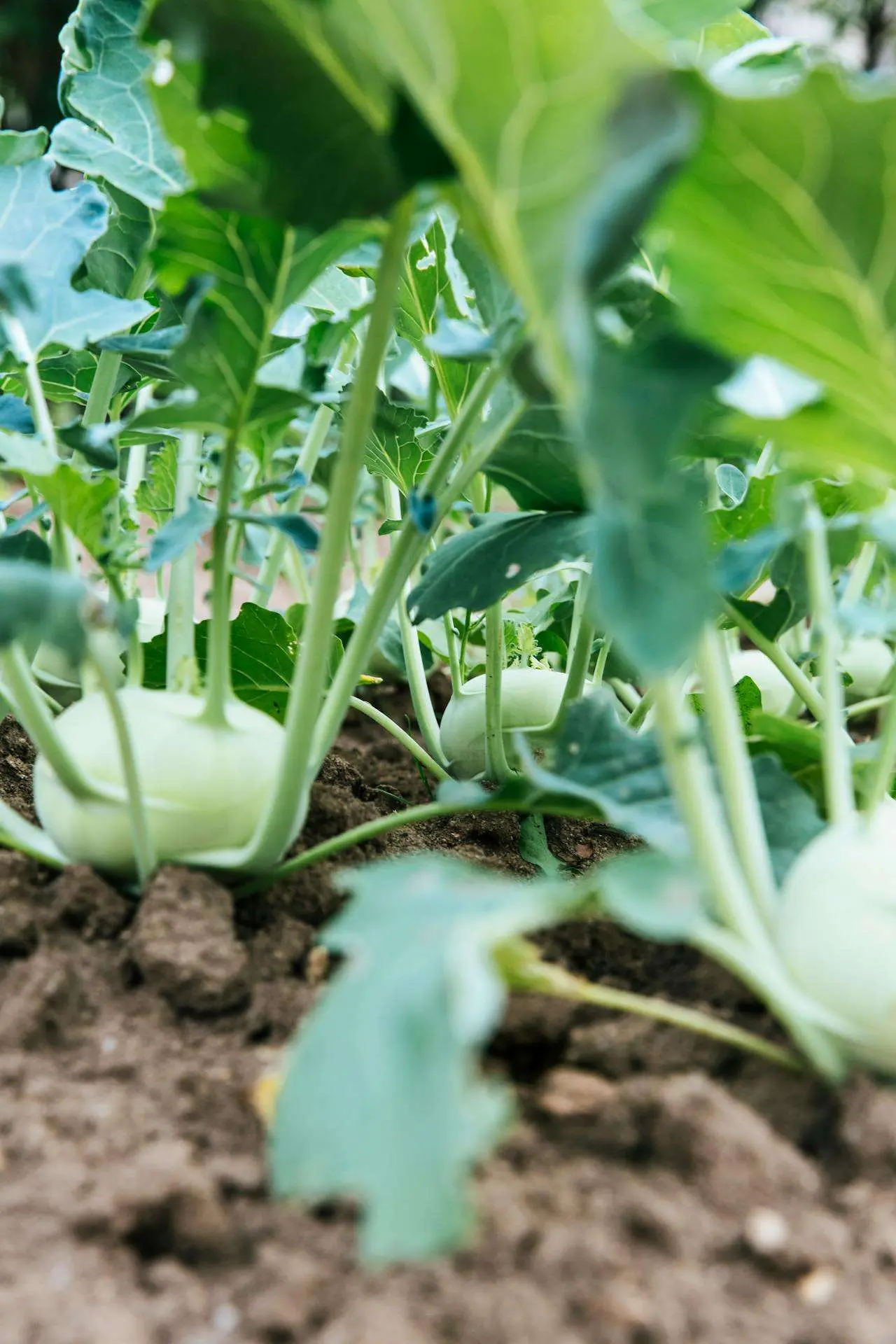 水滴英语小短文，用阅读记住10000单词（蔬菜类主题kohlrabi球茎甘蓝，高效记单词）