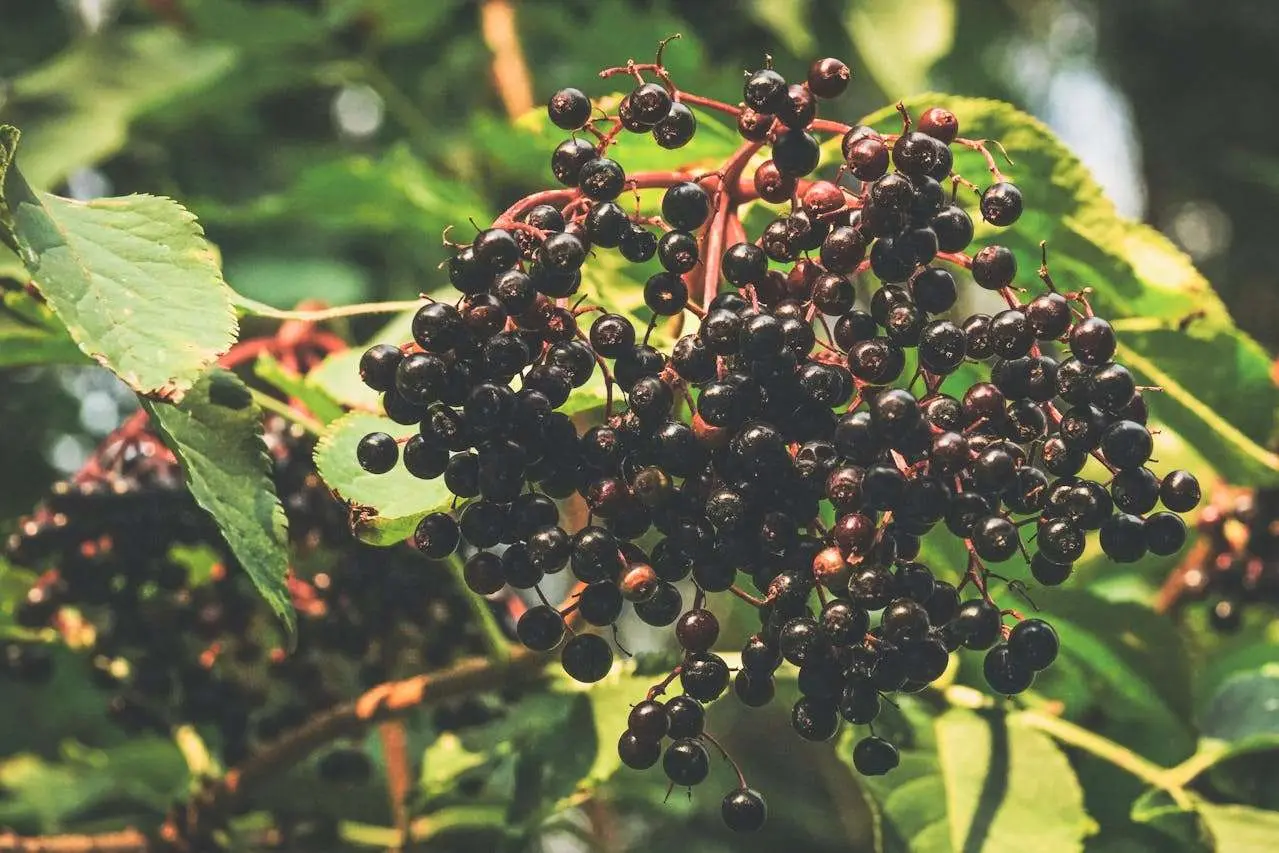 水滴英语小短文，用阅读记住10000单词（水果类主题 elderberry 接骨木果，高效记单词）