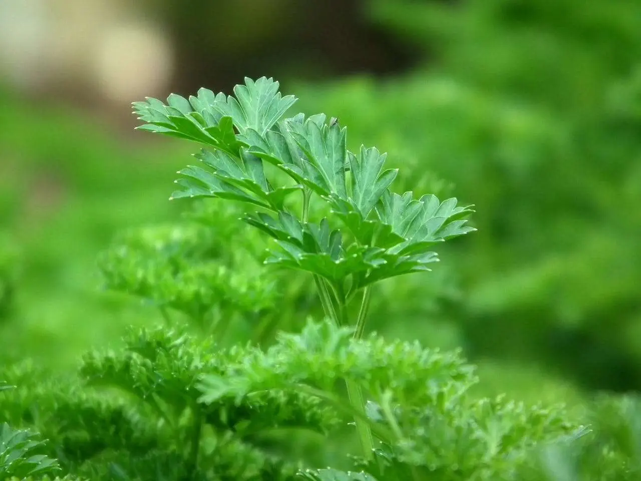 水滴英语小短文，用阅读记住10000单词（香料植物主题 parsley欧芹，高效记单词）
