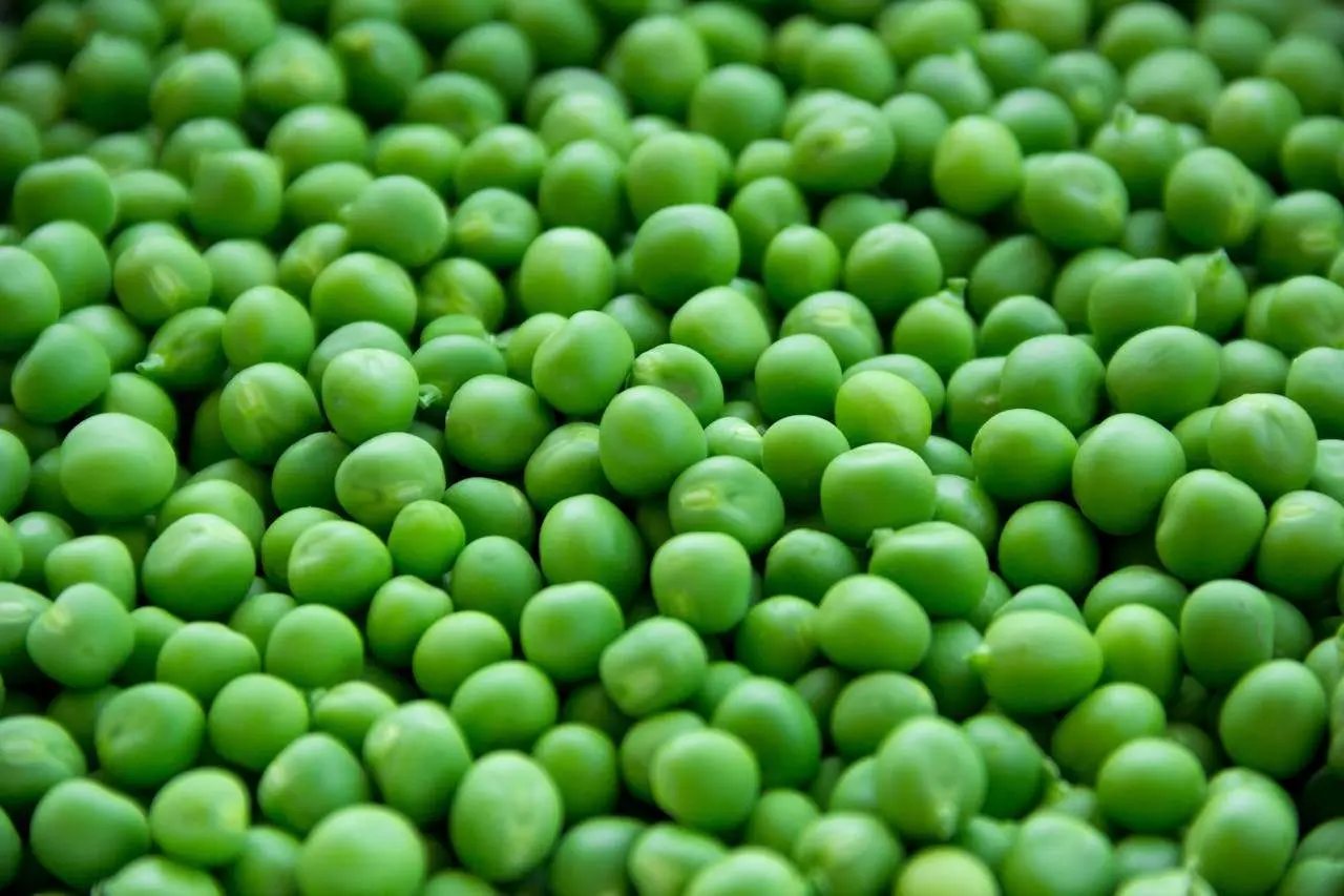 水滴英语小短文，用阅读记住10000单词（蔬菜类主题garden peas青豆，高效记单词）