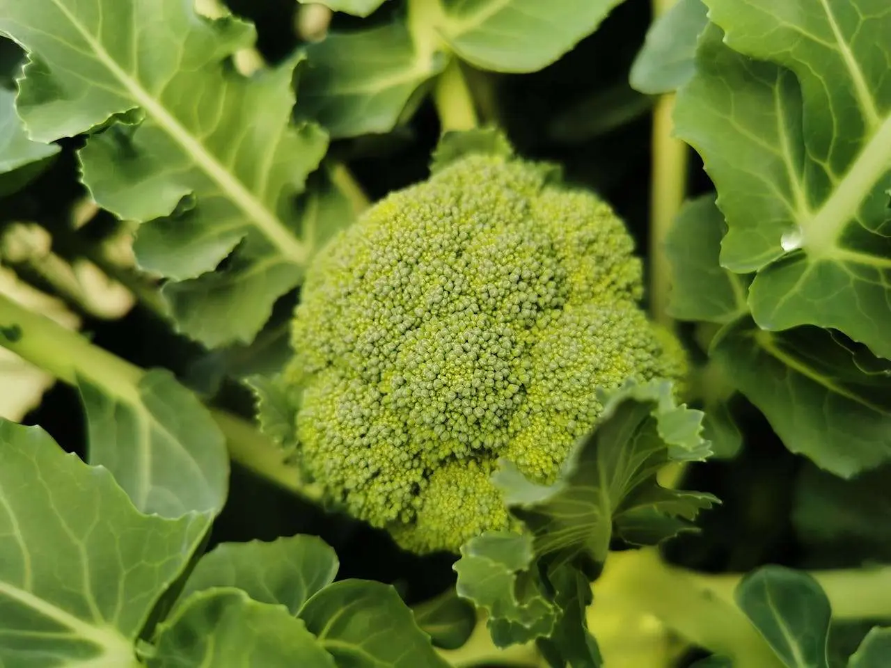 水滴英语小短文，用阅读记住10000单词（蔬菜类主题broccoli西兰花，高效记单词）
