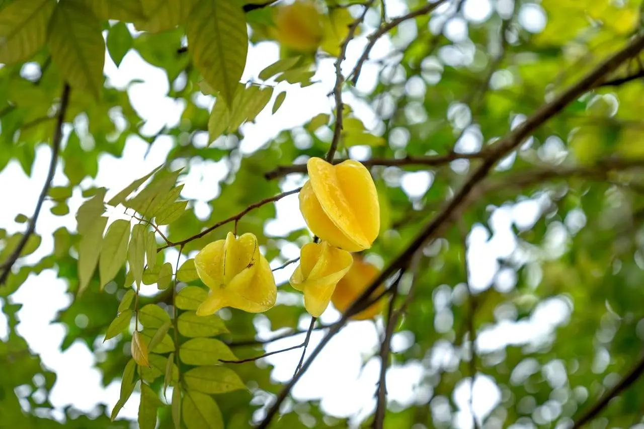 水滴英语小短文，用阅读记住10000单词（水果类主题 starfruit 杨桃，高效记单词）