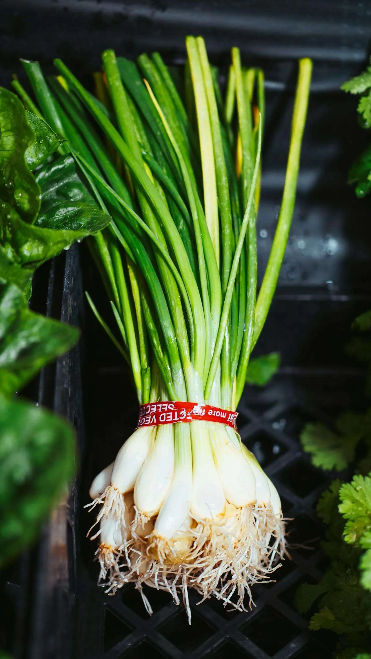 水滴英语小短文，用阅读记住10000单词（蔬菜类主题spring onion小葱，高效记单词）