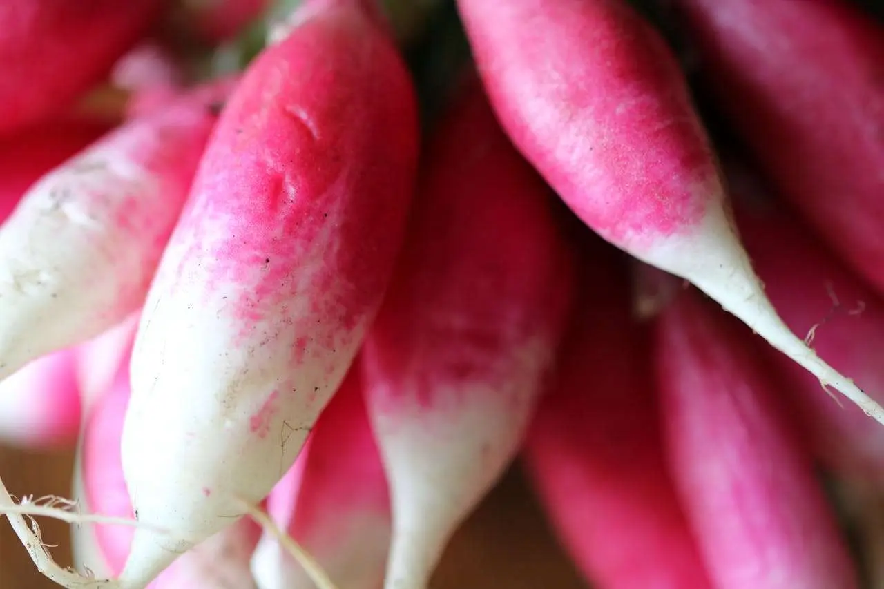 水滴英语小短文，用阅读记住10000单词（蔬菜类主题 radishes 萝卜，高效记单词）