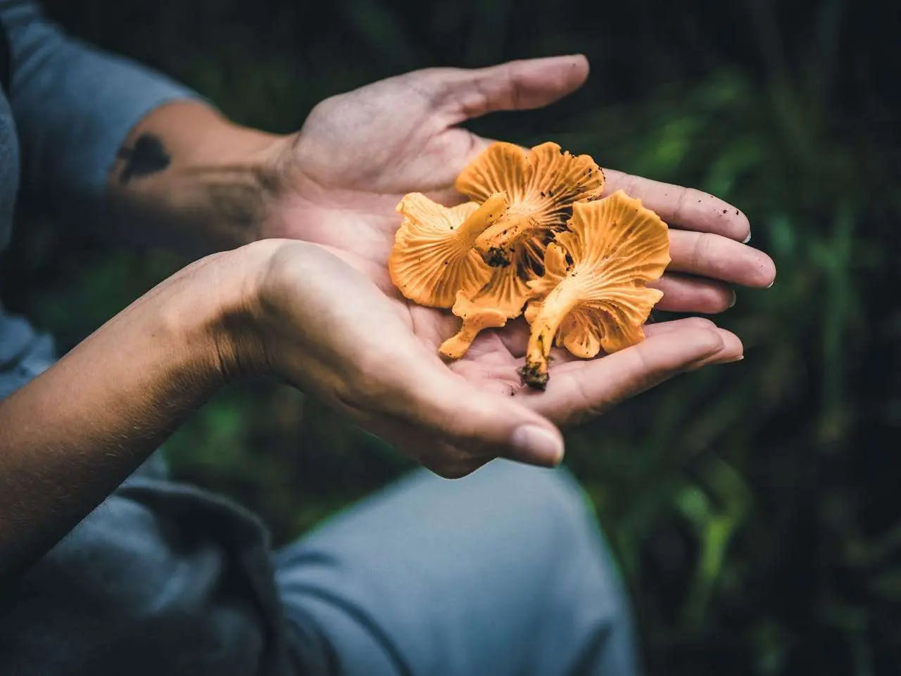 水滴英语小短文，用阅读记住10000单词（蔬菜类主题 chanterelles 鸡油菌，高效记单词）