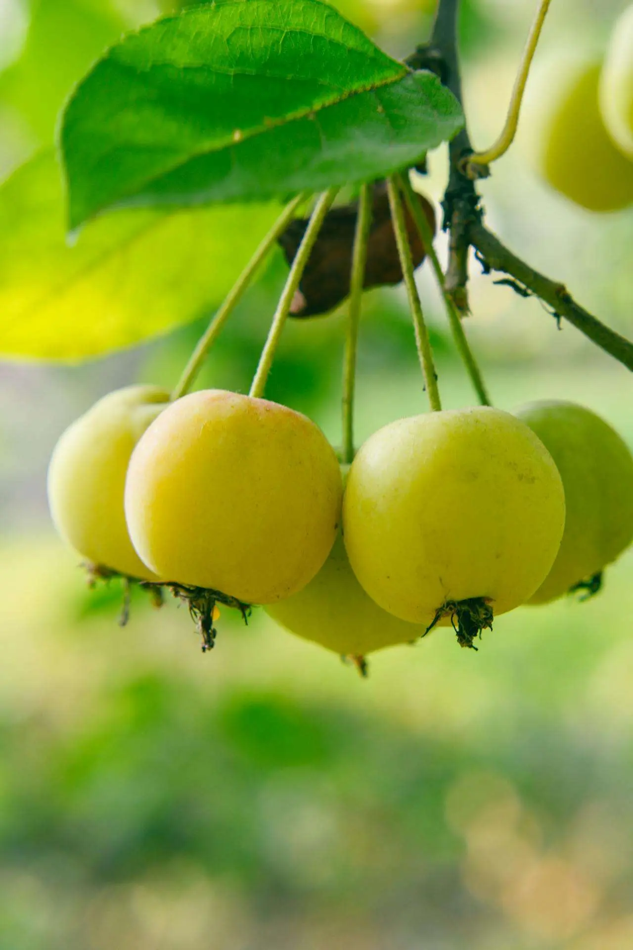 水滴英语小短文，用阅读记住10000单词（水果类主题 crab apples 沙果，高效记单词）