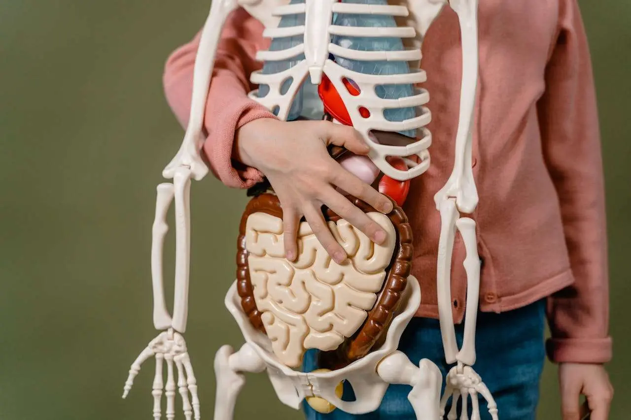 水滴英语小短文，用阅读记住10000单词（人体骨骼主题 Pelvis 骨盆，高效记单词）