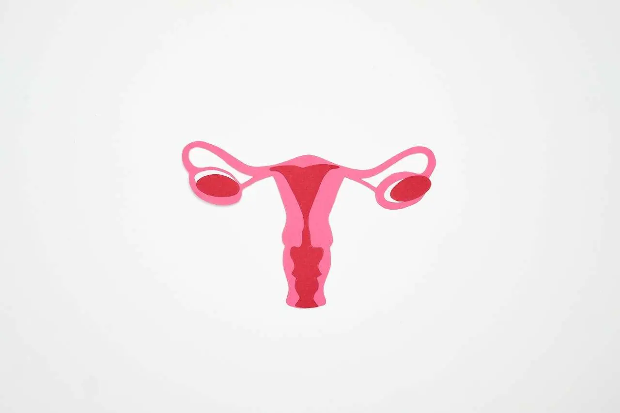 水滴英语小短文，用阅读记住10000单词（人体器官主题 fallopian tube 输卵管，高效记单词）
