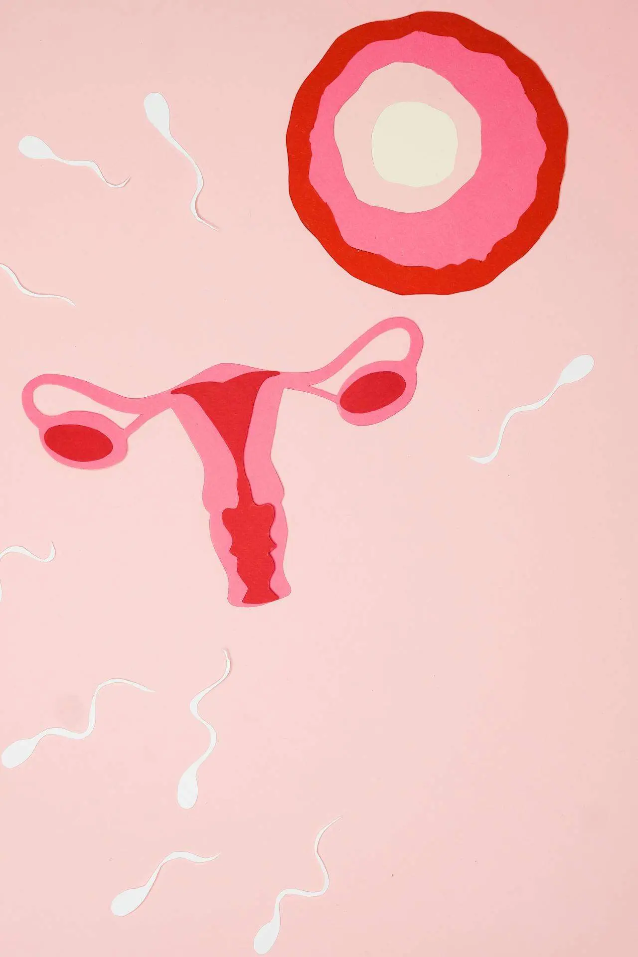 水滴英语小短文，用阅读记住10000单词（人体器官主题 cervix 宫颈，高效记单词）