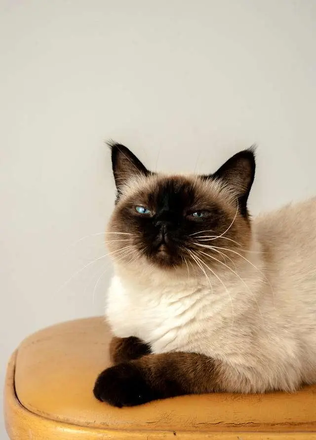 巴厘猫：优雅的
