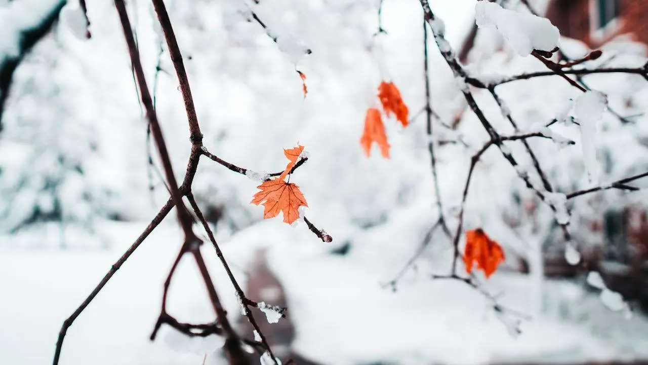  水滴英语美文阅读｜初雪 When the First Snow Fell (英语散文)