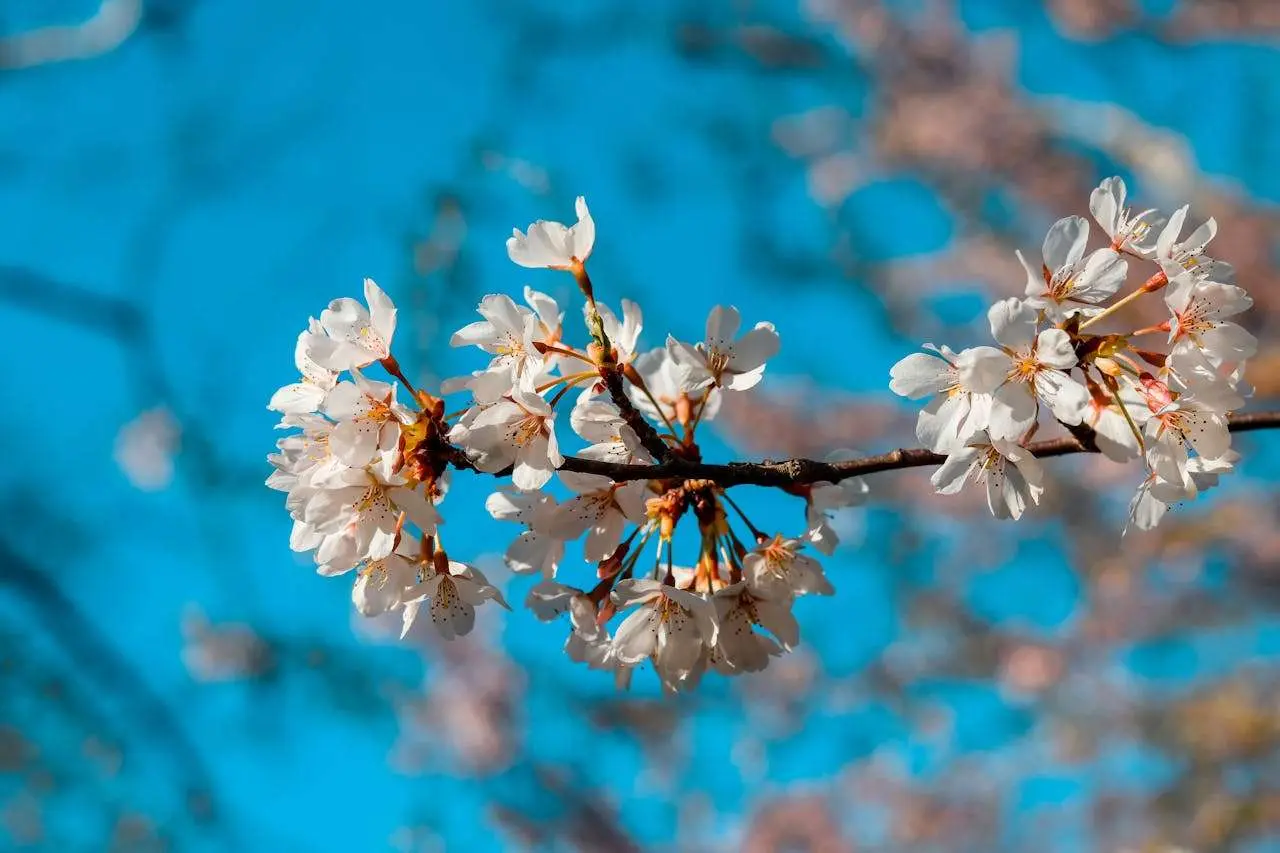  水滴英语美文阅读｜春天的阳光 The Sunshine of Spring (春天的英语散文)