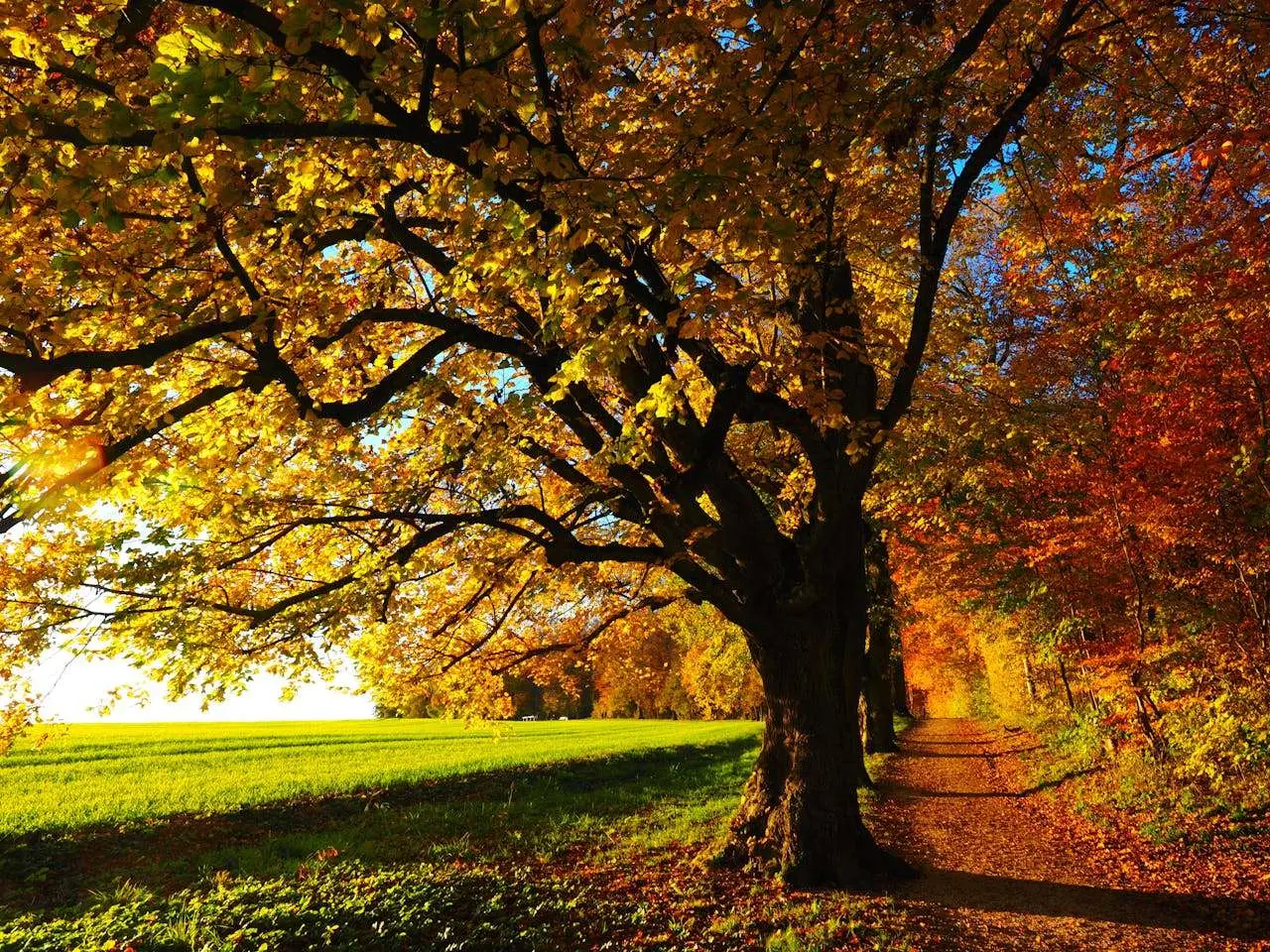  水滴英语美文阅读｜秋天的漫步 Autumn Stroll  (秋天的英语散文)