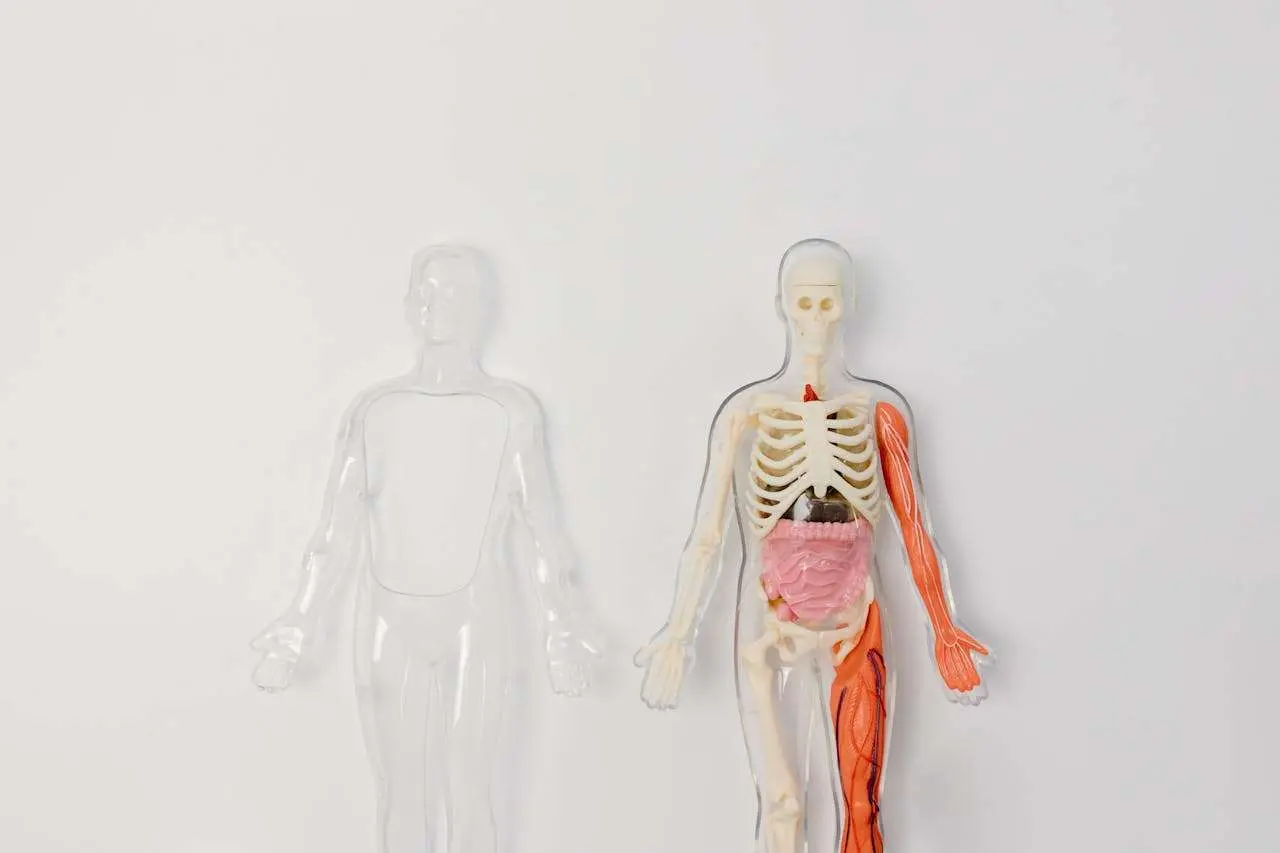 水滴英语小短文，用阅读记住10000单词（人体骨骼主题 bone 骨头，高效记单词）