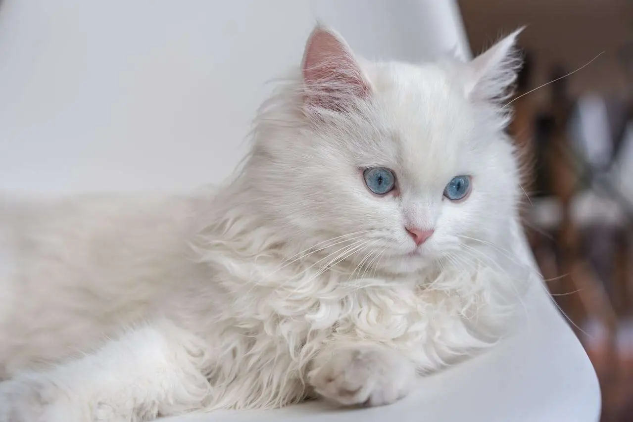  波斯猫：行走的毛绒艺术品
