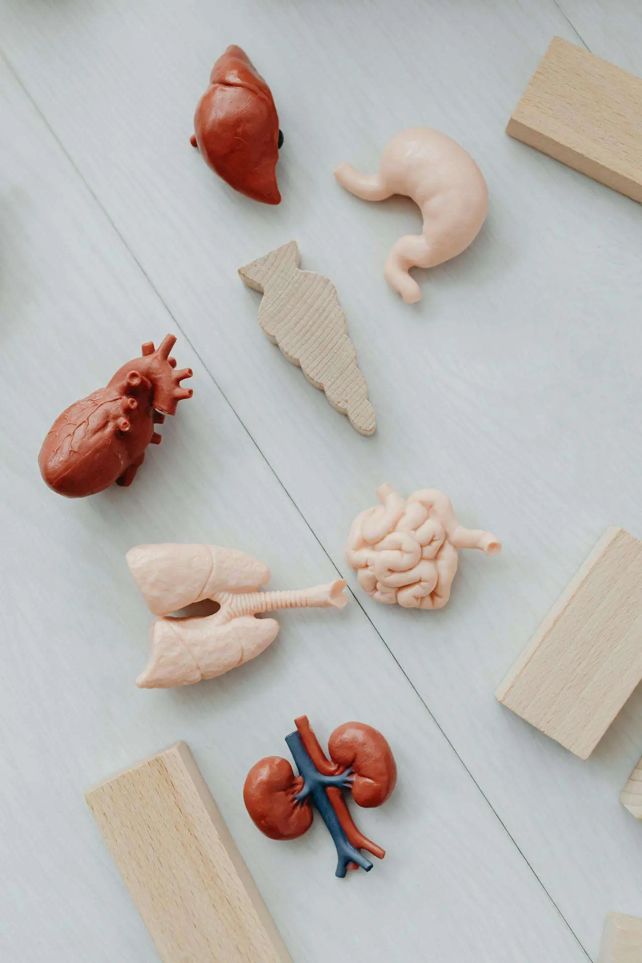 水滴英语小短文，用阅读记住10000单词（人体器官主题 Liver 肝脏，高效记单词）