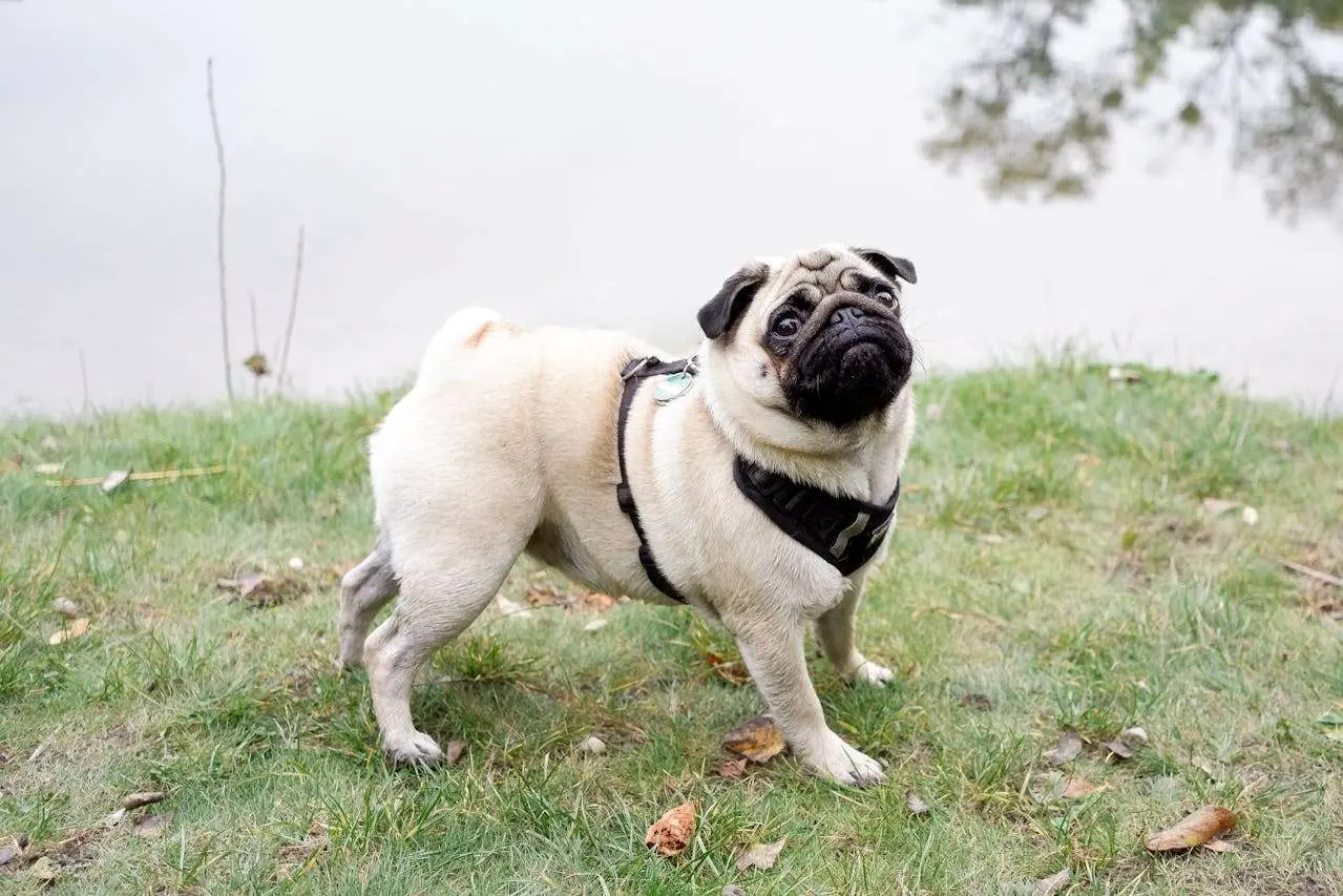 皱脸小天使——巴哥犬饲养宝典：从运动到饮食，手把手教你养出健康小憨憨