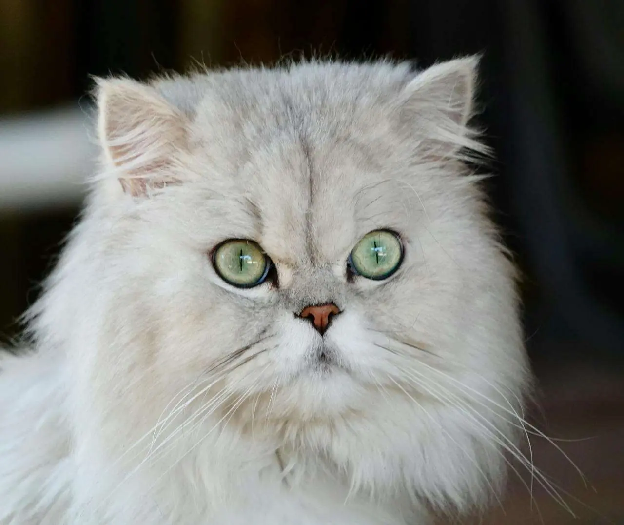 金吉拉猫的基因密码与养护艺术