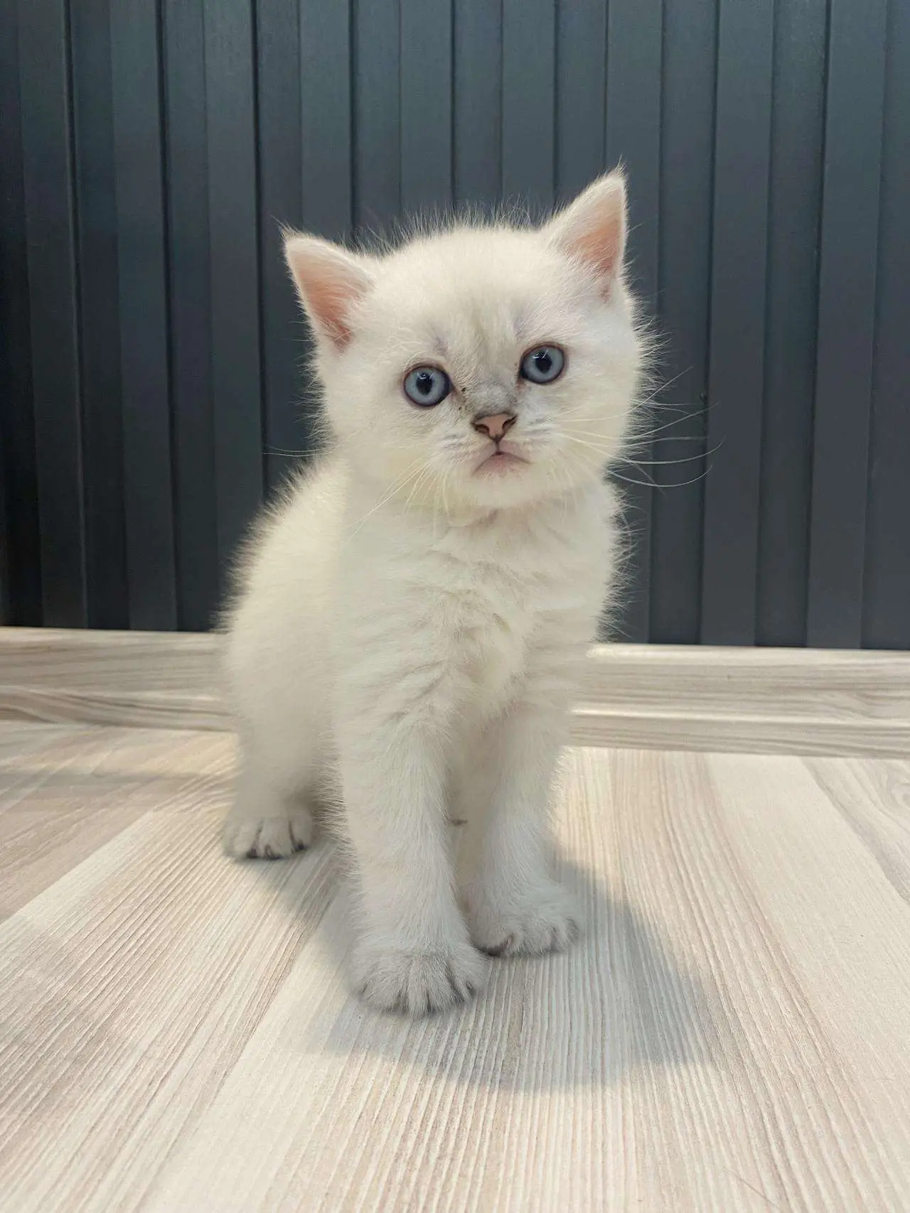 银渐层猫饲养全指南：从血统鉴定到科学喂食，打造猫咪的健康生活