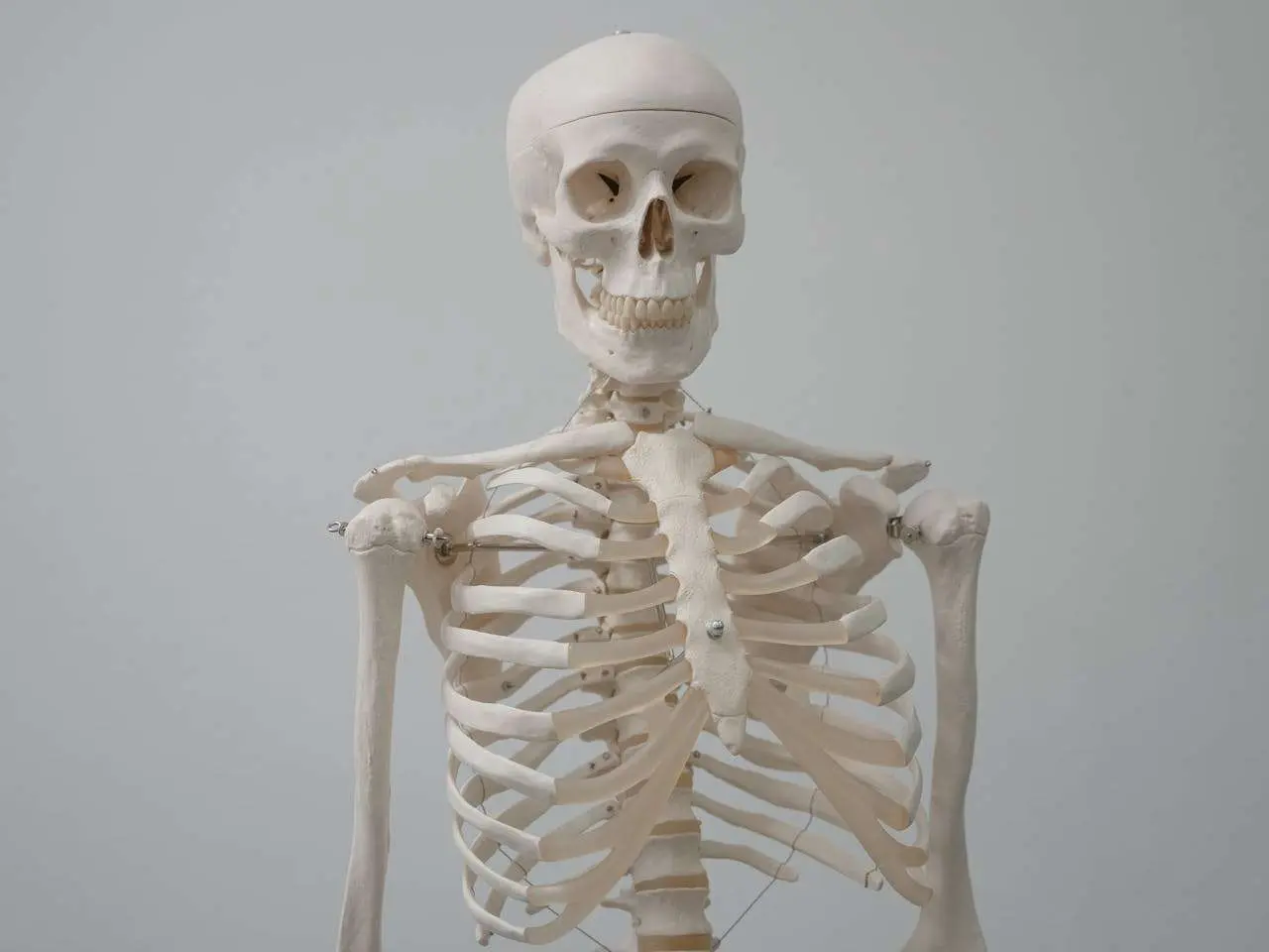 水滴英语小短文，用阅读记住10000单词（人体骨骼主题 Scapula 肩胛骨，高效记单词）