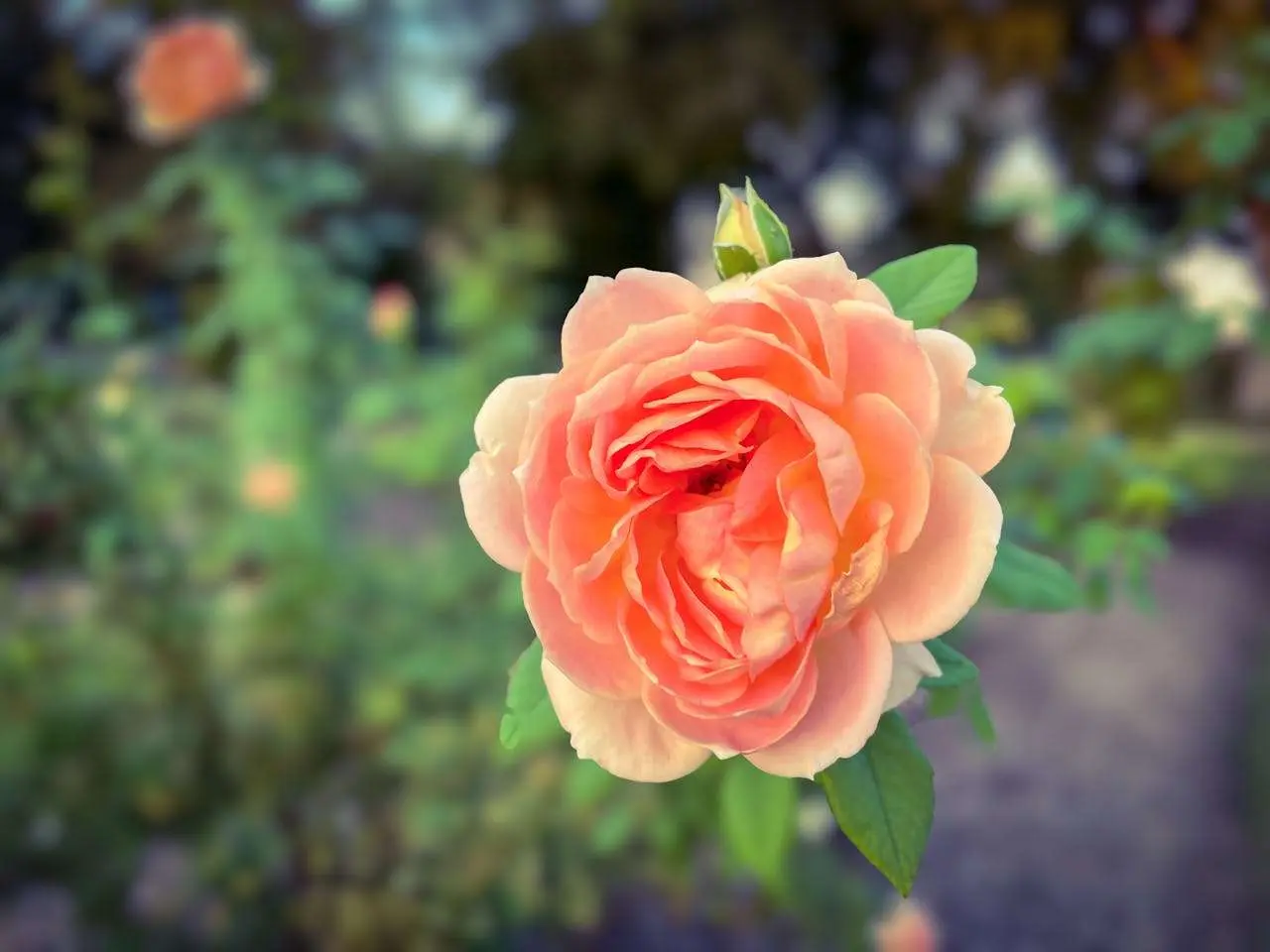 梦想与未来职业：高中英语作文7篇，规划人生方向